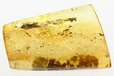 Detailed Fossil Thuja Twig (Cypress) In Baltic Amber #284634-1